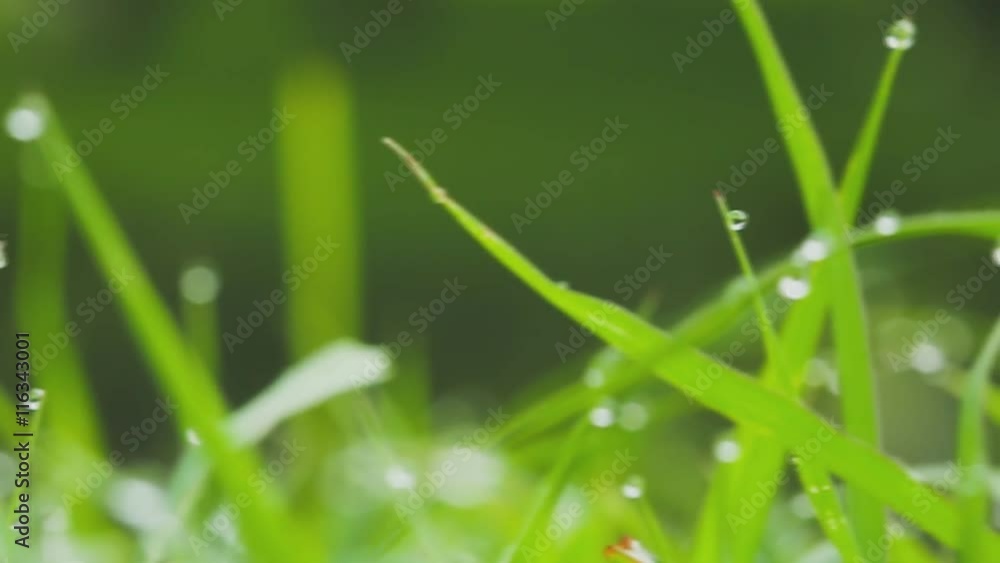 Dew drops on leaves grass with blurred background Dew drops on leaves grass with blurred background