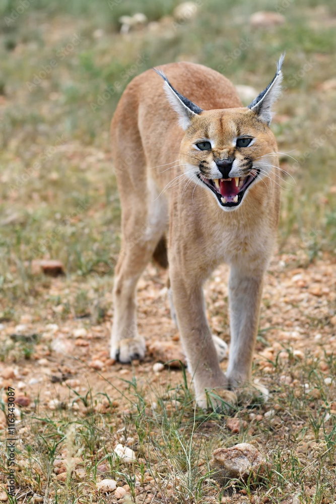 Fototapeta premium Caracal portrait in Namibia