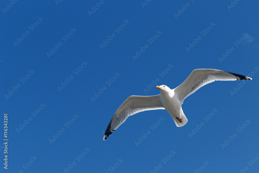 Seagull in flight over West Kirby Beach near Liverpool Seagull in flight over West Kirby Beach near Liverpool