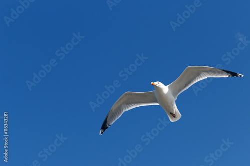 Seagull in flight over West Kirby Beach near Liverpool