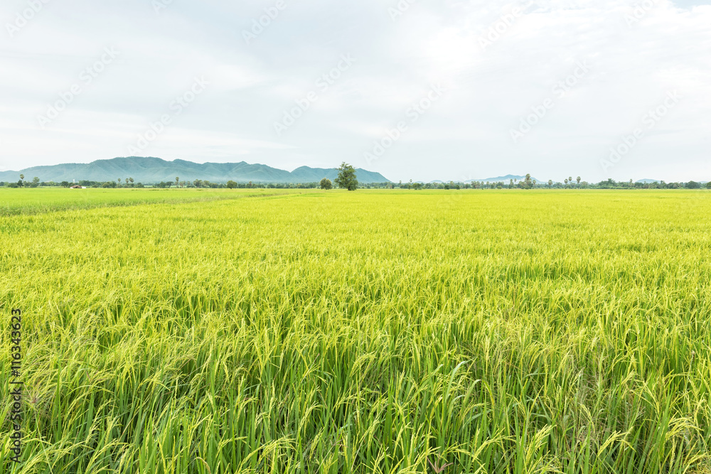 Landscape with paddy field cultivated in Kanchanaburi province, Thailand Landscape with paddy field cultivated in Kanchanaburi province, Thailand