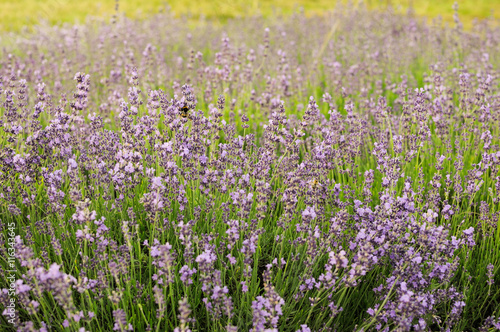 Bumblebee on lavender, Krakow, Poland