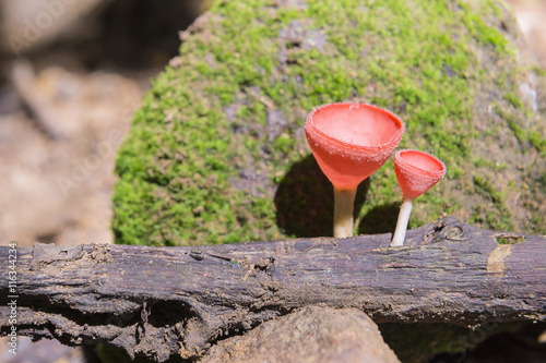 The red cup mushroom on the old wooden pieces with the green stone