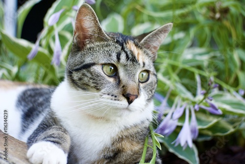 pretty tabby calico cat relaxing in the garden on a summer day
