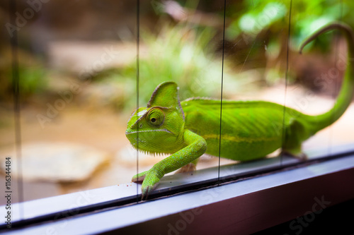 Chameleon in glass terrarium