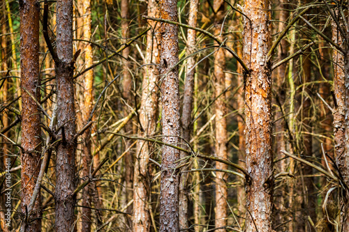 Fototapeta Naklejka Na Ścianę i Meble -  Bäume in einem Nadelwald