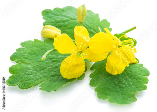 Greater celandine flower, swallowwort.