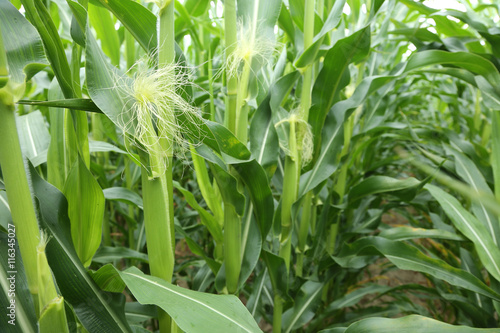 In the center of maize field.