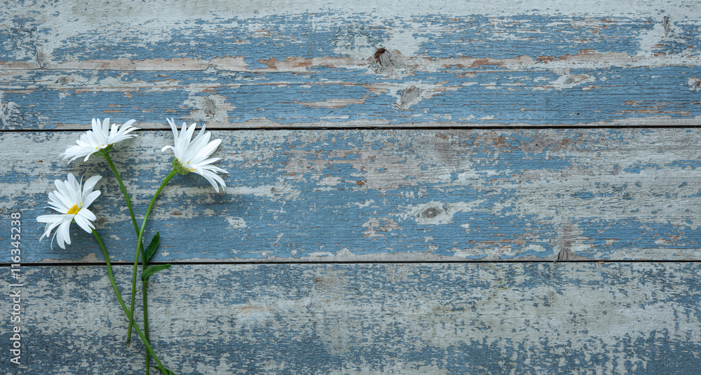 Daisy flowers on wooden background Stock-Foto | Adobe Stock