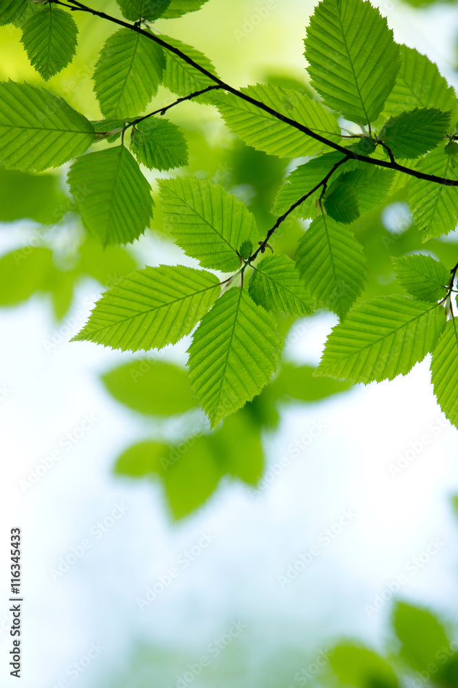 natural green background natural green background