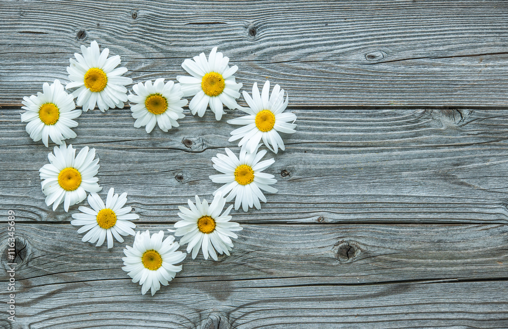 Obraz premium Daisy flowers on wooden background