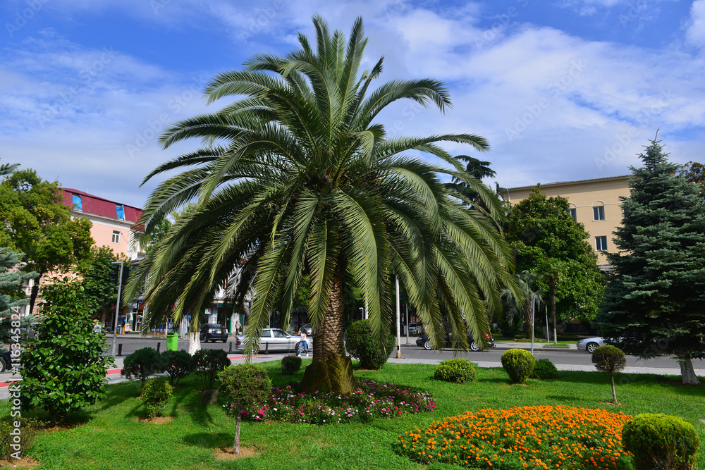 Pygmy date palm