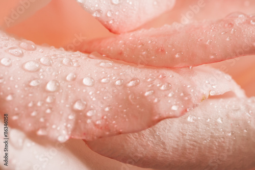 Water drops on pink rose