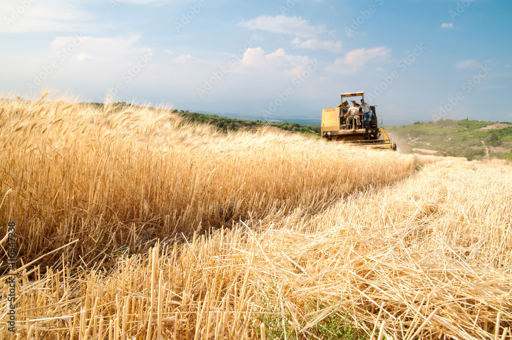 Fototapeta premium Close-up view of some just cut ears of corn and a threshing machine harvesting in the background