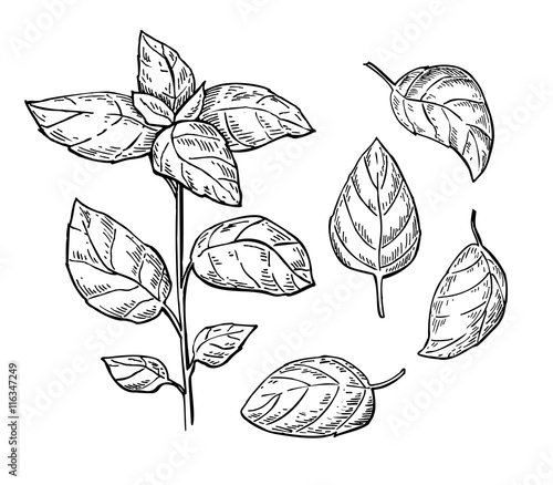Basil vector drawing set. Isolated plant with leaves. Herbal eng