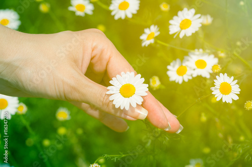Fototapeta Naklejka Na Ścianę i Meble -  Close up of female hand picking up the chamomile flower on the meadow. Nature and summer season concepts.