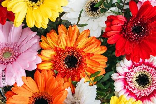 Beautiful gerbera flower