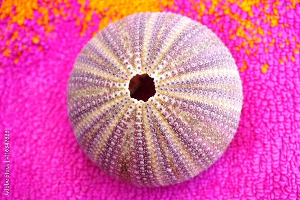 Obraz premium Pink and purple shell of a sea urchin