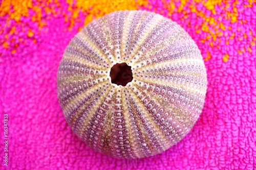 Pink and purple shell of a sea urchin