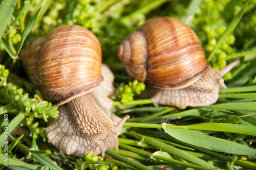 two snails are crawling in the green grass