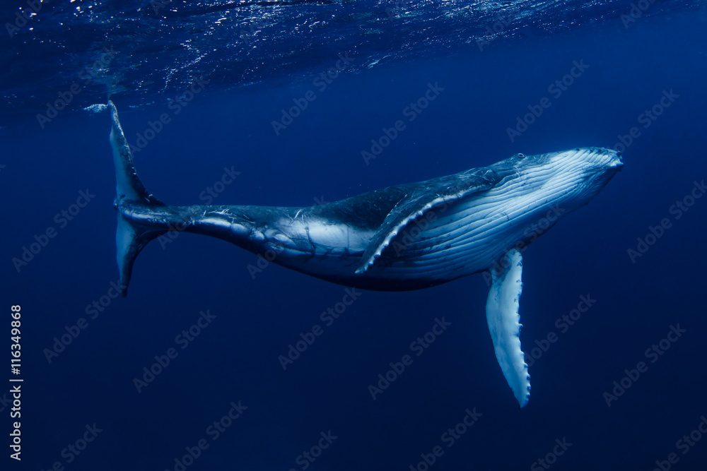 Humpback whale swimming Underwater, Tonga, South