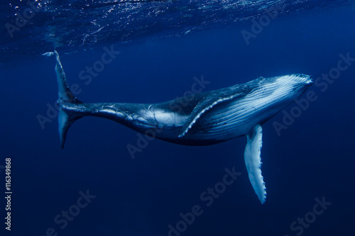 Humpback whale swimming Underwater, Tonga, South Pacific photo