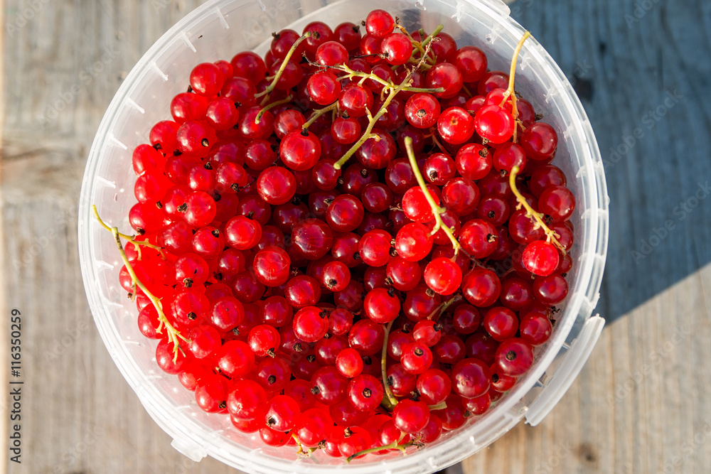 Red currents in bucket on wooden bench