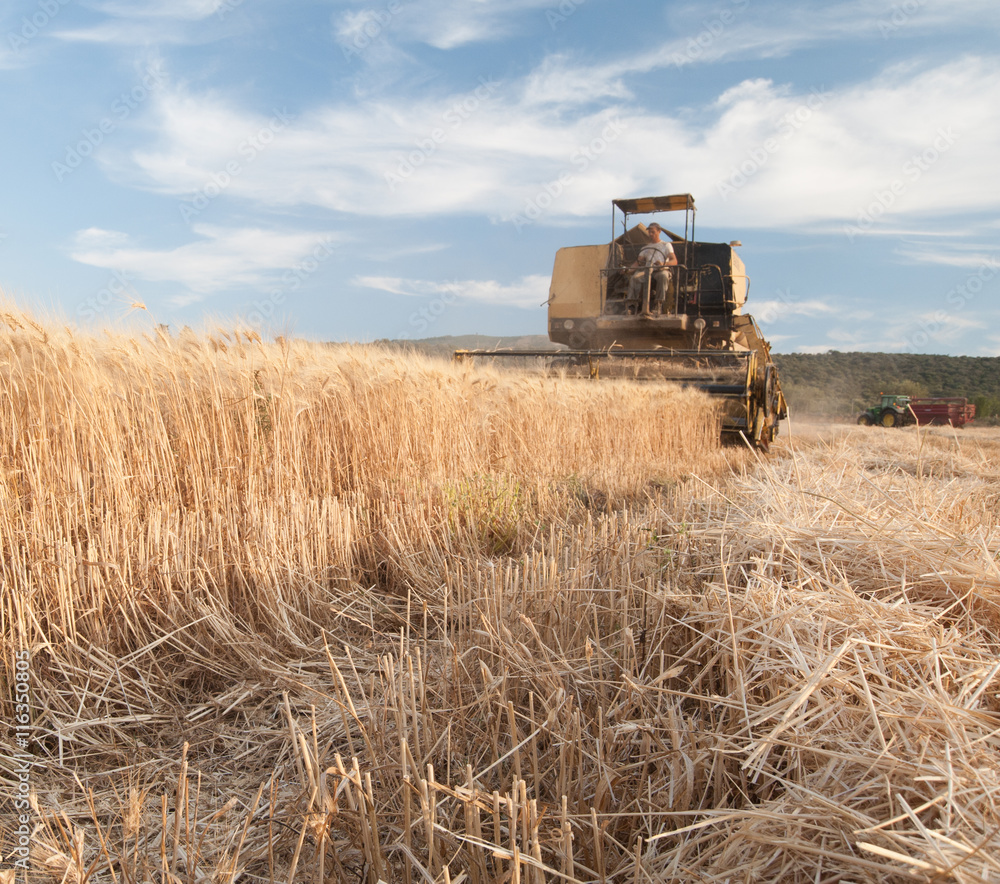 Fototapeta premium Close-up view of some just cut ears of corn and a threshing machine harvesting in the background