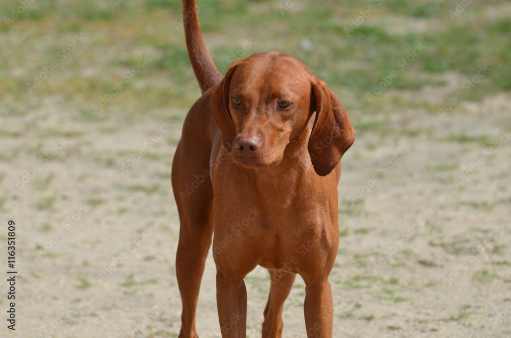 Red Hound Dog" Images Browse 1 Stock Photos, Vectors, and Video | Adobe Stock