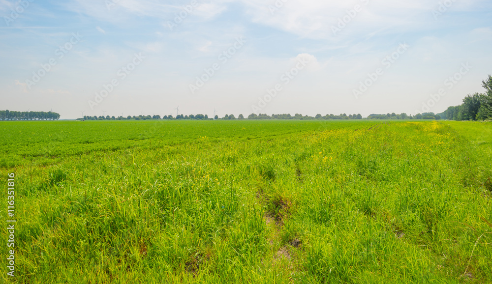 Field with vegetables in summer