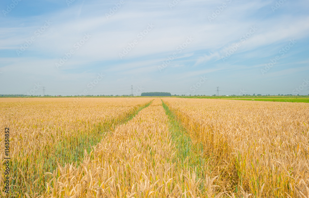 Obraz premium Field with grain in summer