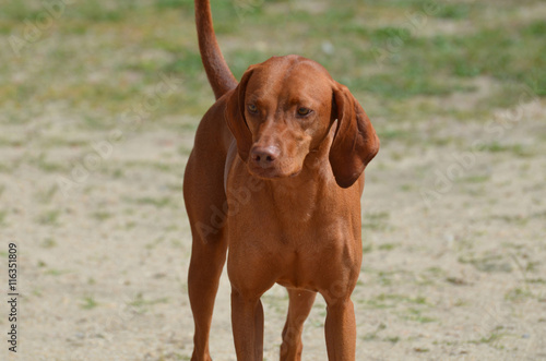Adorable Redbone Coonhound Standing Alone photo