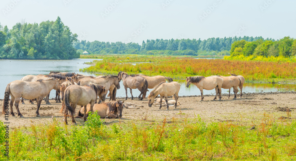 Horses along the shore of a lake in summer