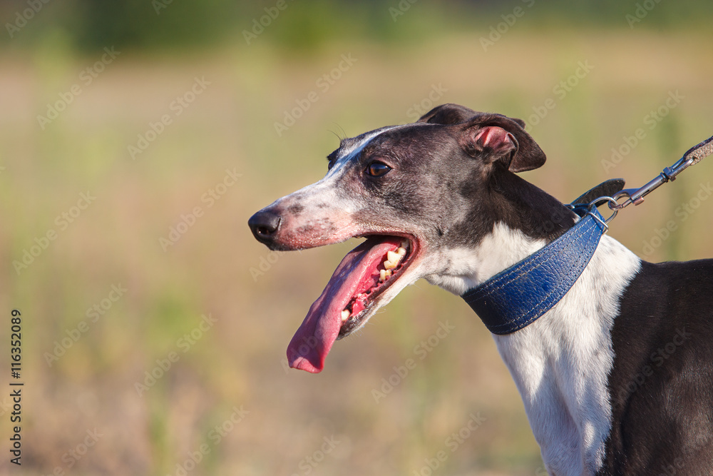 Coursing. Portrait of a whippet dog