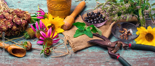 Obraz na plátně Set of medicinal herbs