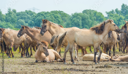 Fototapeta Naklejka Na Ścianę i Meble -  Horses in wetland in summer