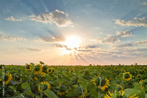 A field of sunflowers at sunrise