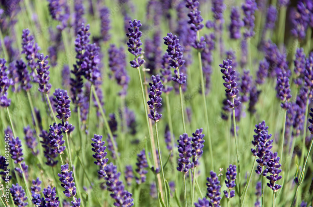 Lavender flower shot i daylight, no flash. Vibrancy and contrast boost. Lavender flower shot i daylight, no flash. Vibrancy and contrast boost.