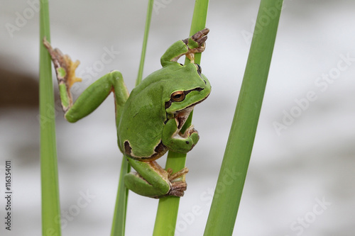 Green Tree Frog on Reed with light and blur background.