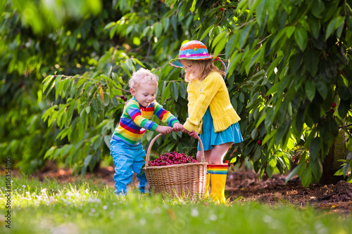 Kids picking cherry from tree