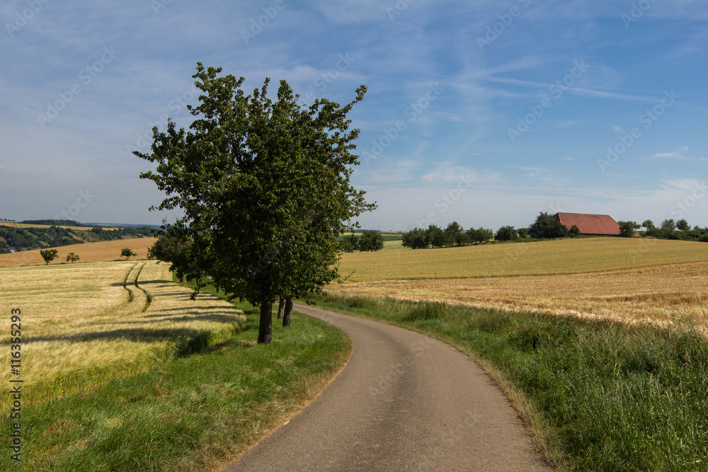 Fototapeta premium Summer Landscape / Harvest