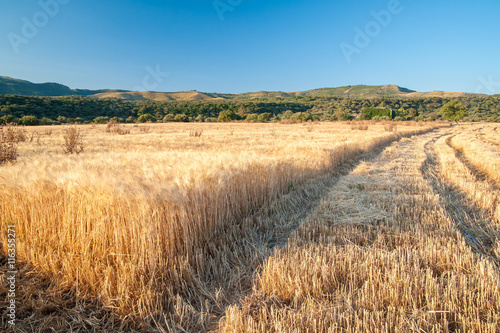 Fototapeta Naklejka Na Ścianę i Meble -  Tracks of a combine machine on a field of wheat