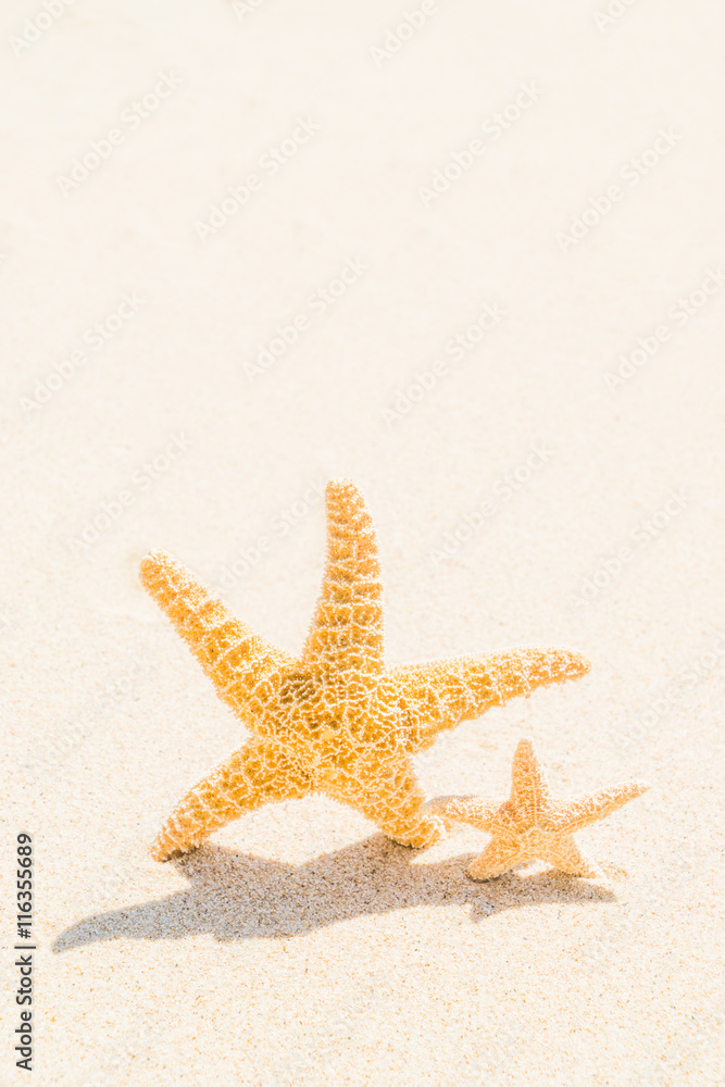 Starfish at the beach