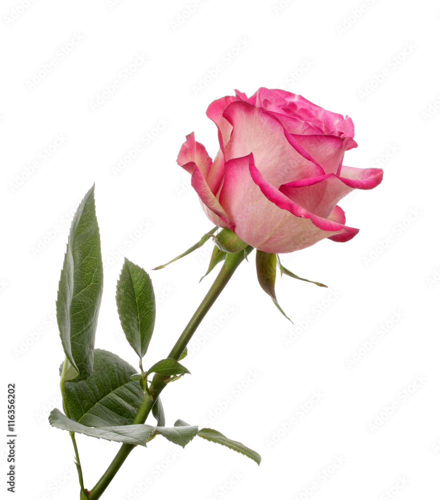 Fototapeta premium Pink rose flower