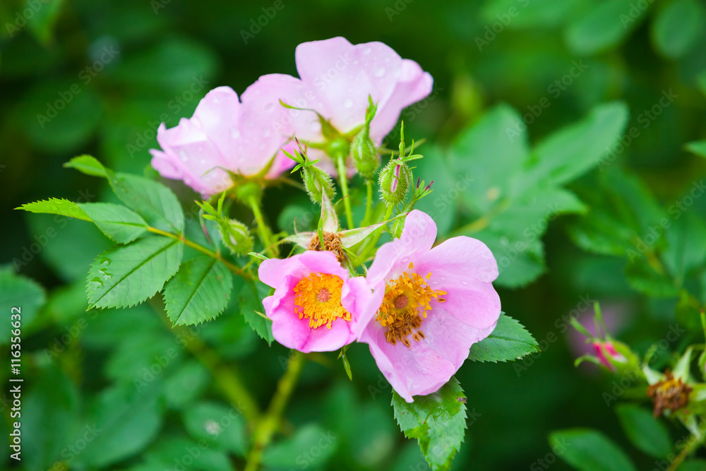 Naklejka premium Rosa rubiginosa. Różowe kwiaty dzikiej róży