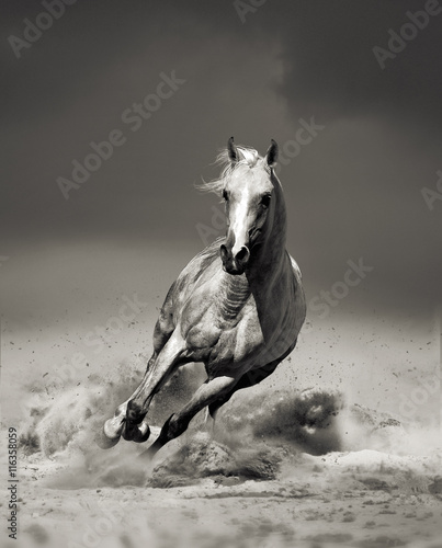 arab horse running in desert