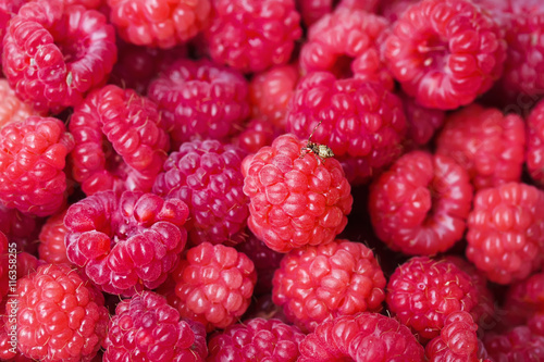 colorful background of raspberry and little bug