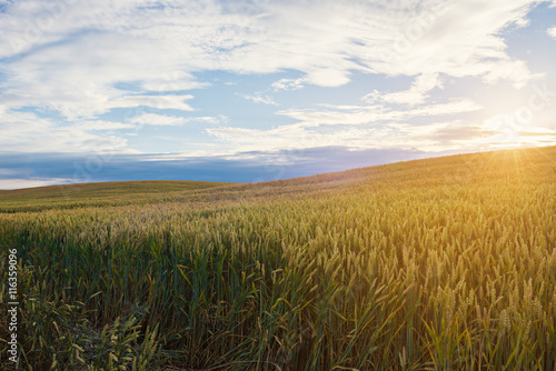 Wheat field against sun light