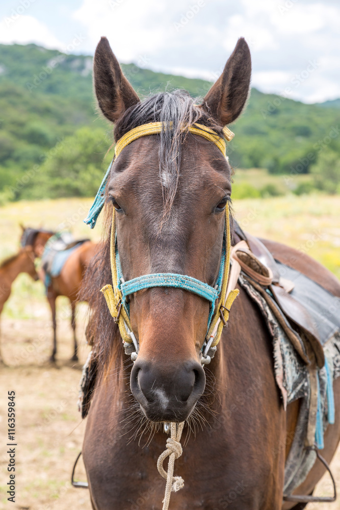 Fototapeta premium Brown horse portrait.