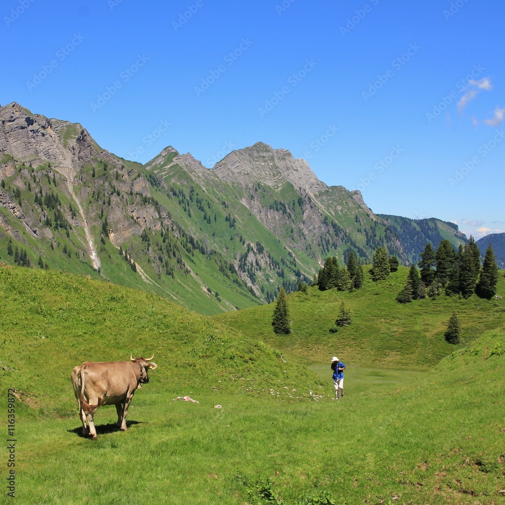 Cow looking at a hiker in the Swiss Alps
